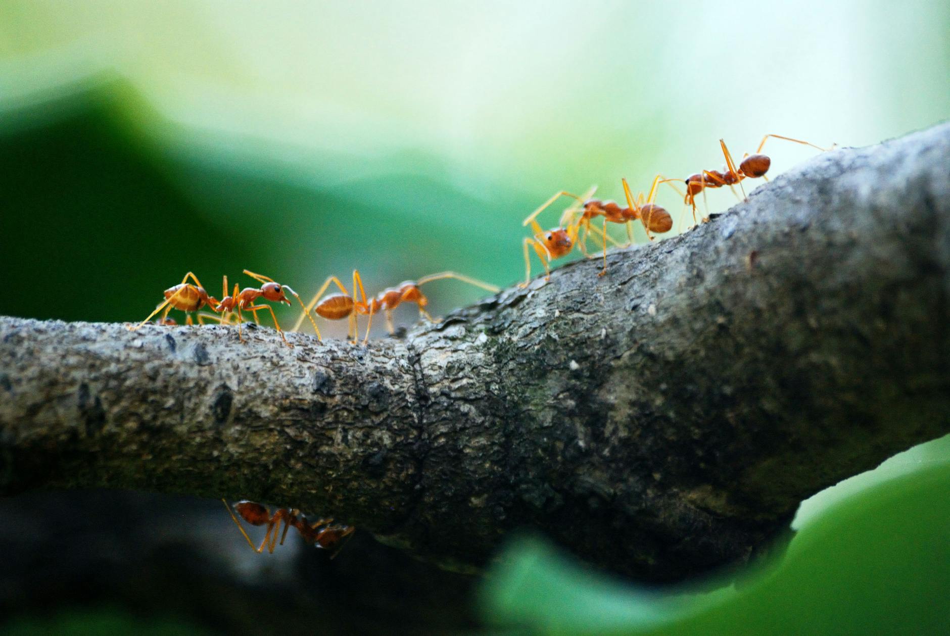 Cómo Eliminar Hormigas y Otras Plagas de Forma Natural y Efectiva